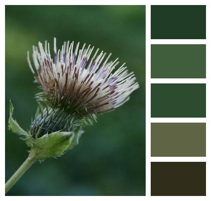 Scraping Thistle Wild Plant Thistle Image